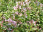 Preview: Weigela florida "Nana Variegata" - (Buntblättrige Weigelie "Nana Variegata"),